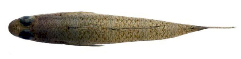 Gobiusculus flavescens